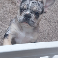 Bulldog francese Merle