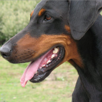 Dobermann maschio vs femmina