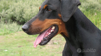 Dobermann maschio vs femmina