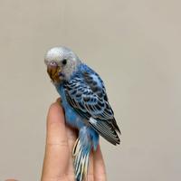 Cocorita allevata a mano (Parrocchetto ondulato)