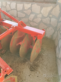 Frangizolle angeloni