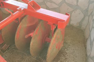 Frangizolle angeloni