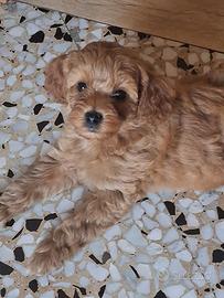 Cuccioli di barboncino toy