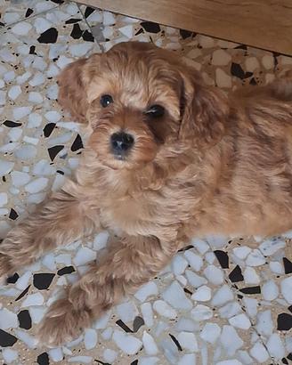 Cuccioli di barboncino toy