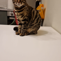 Accoppiamento Bengala spotted brown