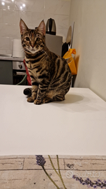 Accoppiamento Bengala spotted brown