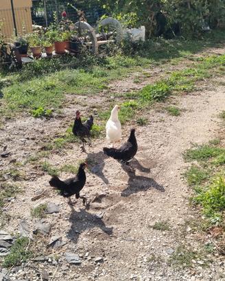 Pulcini i crocio nati maggio