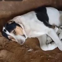 Cuccioloni di Alabai Asia centrale