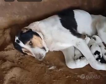 Cuccioloni di Alabai Asia centrale