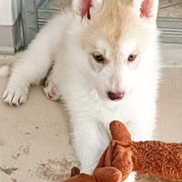 Siberian husky cuccioli