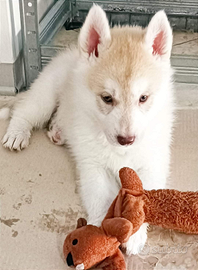 Siberian husky cuccioli