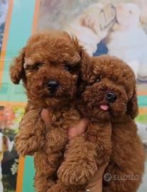 Barboncini red mini toy