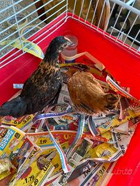 Coppia dí gallina Nana