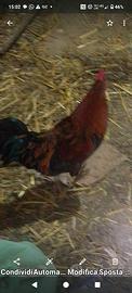 Galli