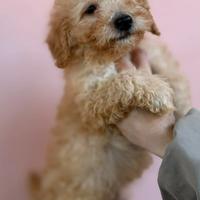 Cucciolo di barbone nano manto albicocca