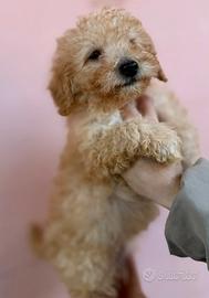 Cucciolo di barbone nano manto albicocca