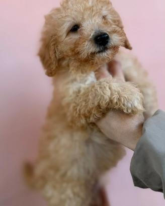 Cucciolo di barbone nano manto albicocca