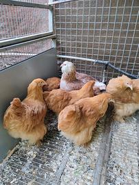 Galline