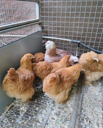 Galline