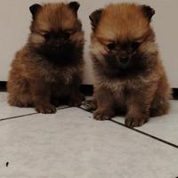 Cani Spitz di Pomerania