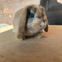 Conigli nani minilop e arieti nani