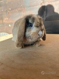 Conigli nani minilop e arieti nani