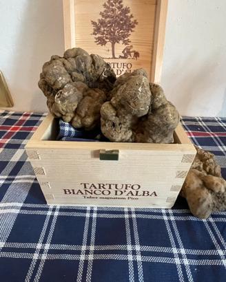 Addestratore cane da tartufi