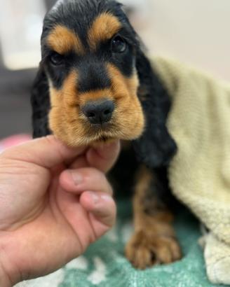 Cocker Spaniel Inglese
