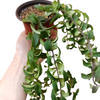 Aeschynanthus lobbianus Eschinanto Rasta pianta