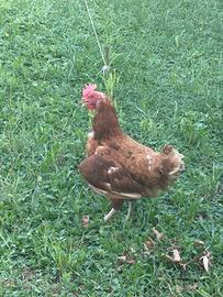 3 galline perché mi devo trasferire