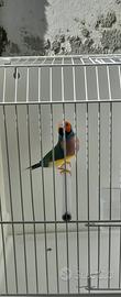 diamante del gould AVORIO