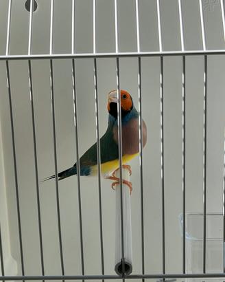 diamante del gould AVORIO