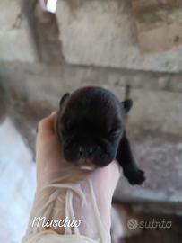 Bulldog francese