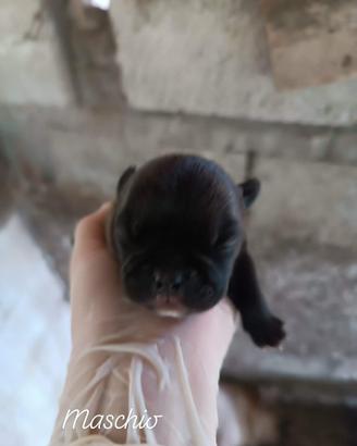 Bulldog francese