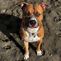 Maschio x monta, American pit bull terrier ukc