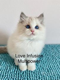 Ragdoll cucciolo blu bicolor con Pedigree