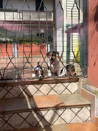 Cuccioli di jack russell