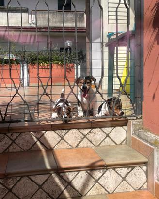 Cuccioli di jack russell