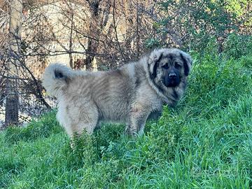 Cucciolo pastore del caucaso