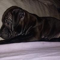 Cucciola american pitbull terrier