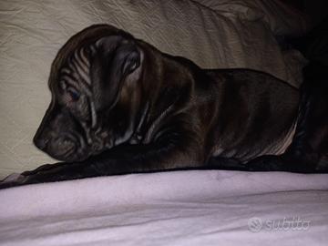 Cucciola american pitbull terrier