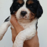 Disponibili cuccioli cavalier King tricolore
