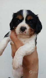 Disponibili cuccioli cavalier King tricolore