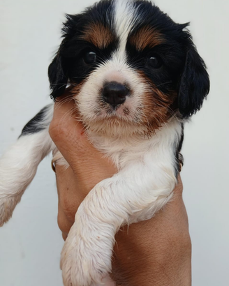 Disponibili cuccioli cavalier King tricolore
