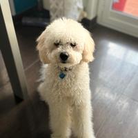 Barboncino nano accoppiamento