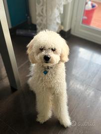 Barboncino nano accoppiamento