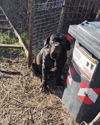 Mastino napoletano