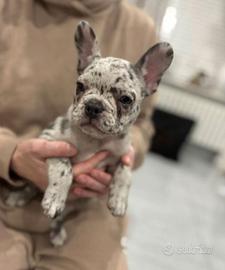 Cuccioli bulldog francesi blu merle maschi