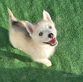 Siberian Husky con pedigree enci