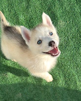 Siberian Husky con pedigree enci
